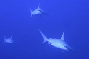 Scalloped hammerhead shark (Sphyrna lewini)
