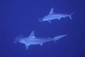 Scalloped hammerhead shark (Sphyrna lewini)