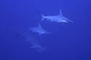 Scalloped hammerhead shark (Sphyrna lewini)
