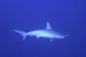 Scalloped hammerhead shark (Sphyrna lewini)