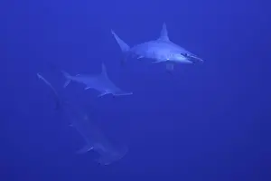 Scalloped hammerhead shark (Sphyrna lewini)