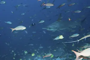 Scalloped hammerhead shark, Sphyrna lewini