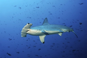 Scalloped Hammerhead Shark (Sphyrna lewini) swimming in blue water with fish