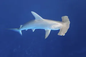 Scalloped hammerhead shark (Sphyrna lewini) swimming in open sea