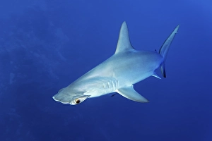 Scalloped hammerhead shark (Sphyrna lewini) swimming in open sea