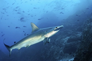 Scalloped Hammerhead Shark (Sphyrna lewini) swimming over a reef with fish