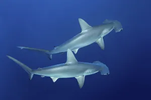 Two scalloped hammerhead sharks (Sphyrna lewini) swimming in open sea