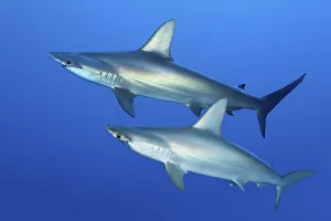 Two scalloped hammerhead sharks (Sphyrna lewini) swimming in open sea