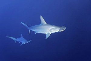 Two scalloped hammerhead sharks (Sphyrna lewini) swimming in open sea