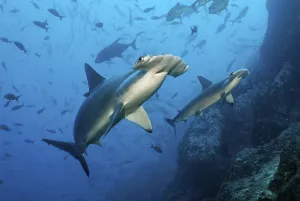 Two Scalloped Hammerhead Sharks (Sphyrna lewini) swimming over a reef with fish