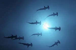 Nine Scalloped Hammerhead Sharks (Sphyrna lewini) swimming as silhouettes in open water with the sun at the sea surface