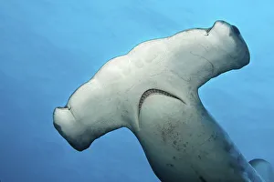 Scalloped hammerhead (Sphyrna lewini)