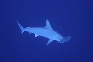 Scalloped hammerhead (Sphyrna lewini)