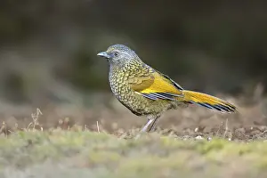 Scaly Laughingthrush (Trochalopteron subunicolor)