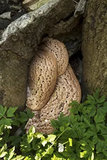 Scaly porling (Polyporus sqamosus)