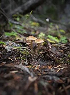 Scaly slipper mushroom (Leratiomyces squamosus)