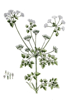 Scandix cerefolium, Anthriscus cerefolium