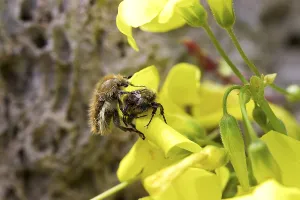 Two scarabs (Lichnanthe vulpina) on yellow flower