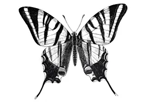 Scarce swallowtail (Iphiclides podalirius)