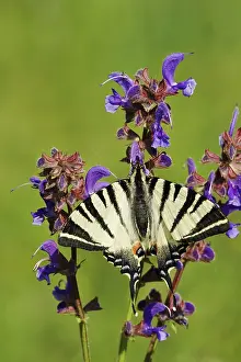 Scarce swallowtail (Iphiclides podalirius)