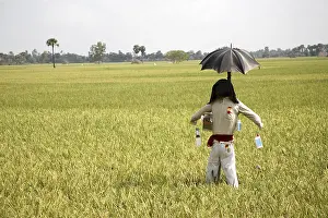 Scarecrow in paddy field, Tamil Nadu, India