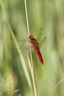 Scarlet Dragonfly (Crocothemis erythraea)