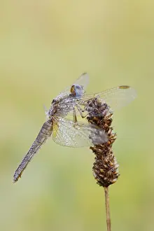 Scarlet Dragonfly (Crocothemis erythraea)