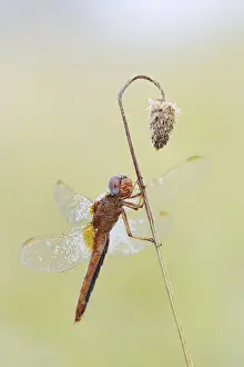 Scarlet Dragonfly (Crocothemis erythraea)