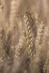 Scarlet Dragonfly (Crocothemis erythraea) in a wheat field