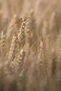 Scarlet Dragonfly (Crocothemis erythraea) in a wheat field