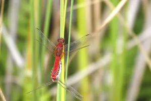Scarlet Dragonfly, summer, Germany