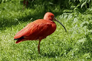 Scarlet Ibis (Eudocimus ruber)