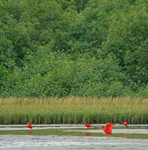 Scarlet Ibis (Eudocimus ruber)