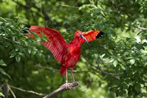Scarlet Ibis (Eudocimus ruber)