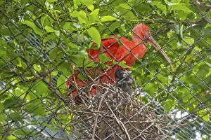 Scarlet Ibis (eudocimus ruber) Breeding In Captivity Belem Brazil