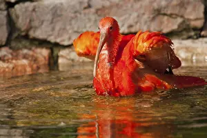 Scarlet ibises (Eudocimus ruber)