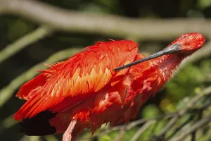 Scarlet ibises (Eudocimus ruber)