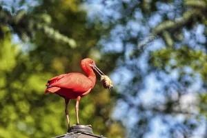 Scarlet ibises (Eudocimus ruber)