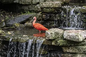 Scarlet ibises (Eudocimus ruber)