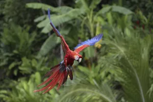 Scarlet Macaw (Ara macao), adult in flight