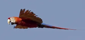 Scarlet Macaw (ara macao), Adult in Flight