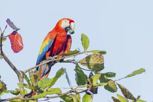 Scarlet Macaw (Ara macao) eating nut