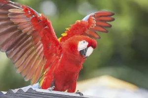 Scarlet Macaw (Ara macao) opening wings