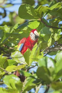 Scarlet Macaw (Ara macao) perching on a tree