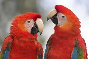 Scarlet macaw (Ara macao), red- and yellow-breasted macaw