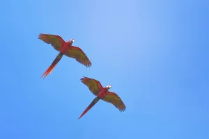 Scarlet Macaws (Ara macao) in flight