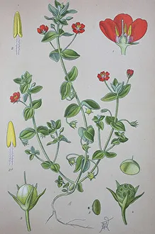 Scarlet pimpernel (Anagallis arvensis)
