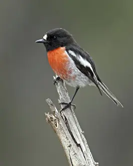 Scarlet Robin (Petroica boodang) male