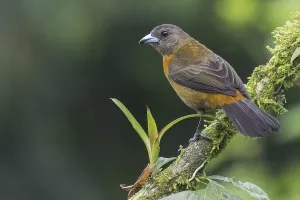 Scarlet-rumped Tanager (Ramphocelus passerinii) perched on a branch in Panama