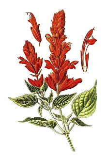 Scarlet Sage, tropical sage (Salvia splendens)